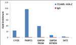 Histone H2A.Z Antibody in ChIP Assay (ChIP)