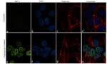 XBP1 Antibody