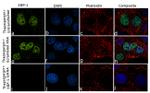 XBP1 Antibody