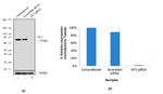 NF2 Antibody