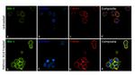 IBA1 Antibody in Immunocytochemistry (ICC/IF)