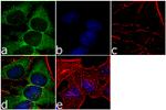 14-3-3 zeta Antibody in Immunocytochemistry (ICC/IF)