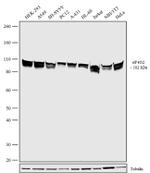 DAP5 Antibody in Western Blot (WB)