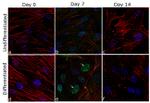 RUNX2 Antibody