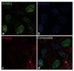 RUNX2 Antibody in Immunocytochemistry (ICC/IF)