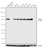 EZH2 Antibody in Western Blot (WB)