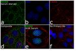 PDCD4 Antibody in Immunocytochemistry (ICC/IF)