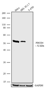 PDCD4 Antibody in Western Blot (WB)