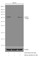 PRMT4 Antibody