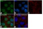 MAPKAP1 Antibody in Immunocytochemistry (ICC/IF)