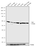 MAPKAP1 Antibody in Western Blot (WB)