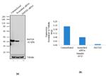 SMYD3 Antibody in Western Blot (WB)