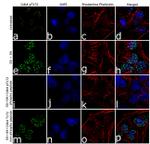 Phospho-CDK4 (Thr172) Antibody in Immunocytochemistry (ICC/IF)