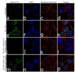 Phospho-CDK4 (Thr172) Antibody