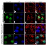 Phospho-CDK6 (Thr177) Antibody