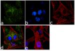 SLC7A11 Antibody in Immunocytochemistry (ICC/IF)