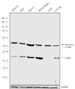 SLC7A11 Antibody in Western Blot (WB)