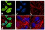 Neurogenin 2 Antibody in Immunocytochemistry (ICC/IF)