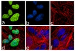 Neurogenin 2 Antibody