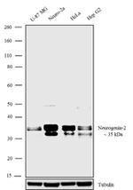 Neurogenin 2 Antibody in Western Blot (WB)