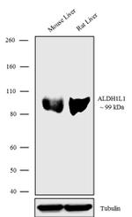 ALDH1L1 Antibody in Western Blot (WB)