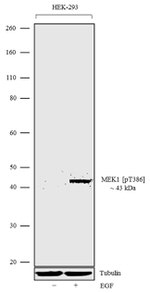 Phospho-MEK1 (Thr386) Antibody in Western Blot (WB)