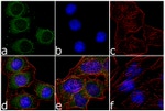 Phospho-PKA alpha/beta (Thr197) Antibody