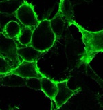 DRD1 Antibody in Immunocytochemistry (ICC/IF)