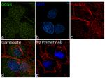 Glucagon Receptor Antibody in Immunocytochemistry (ICC/IF)