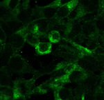 MCHR1 Antibody in Immunocytochemistry (ICC/IF)