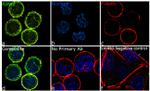 RIP1 Antibody in Immunocytochemistry (ICC/IF)