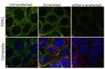 RIP1 Antibody in Immunocytochemistry (ICC/IF)