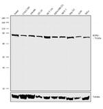 RIP1 Antibody in Western Blot (WB)