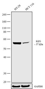 RIP3 Antibody in Western Blot (WB)