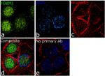 FOXM1 Antibody in Immunocytochemistry (ICC/IF)