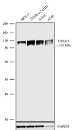 FOXM1 Antibody in Western Blot (WB)