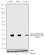 Phospho-MYL9 (Thr18, Ser19) Antibody in Western Blot (WB)