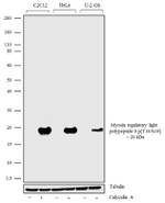 Phospho-MYL9 (Thr18, Ser19) Antibody