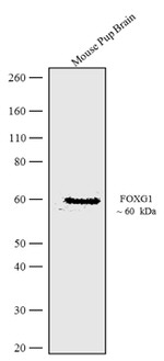 FOXG1 Antibody in Western Blot (WB)