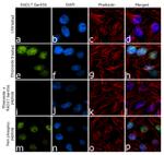 Phospho-RAD17 (Ser656) Antibody in Immunocytochemistry (ICC/IF)