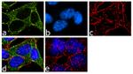 Phospho-PKA alpha/beta (Thr197) Antibody in Immunocytochemistry (ICC/IF)