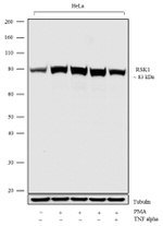 RSK1 Antibody