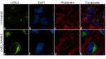 LOXL2 Antibody