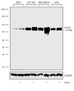 LOXL2 Antibody in Western Blot (WB)