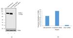 LOXL2 Antibody in Western Blot (WB)