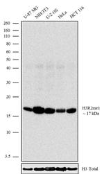 H3R2me1 Antibody in Western Blot (WB)