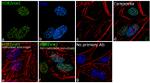 H3R2me1 Antibody in Immunocytochemistry (ICC/IF)