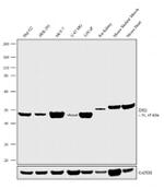 IDH2 Antibody in Western Blot (WB)