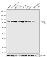AGO1 Antibody in Western Blot (WB)