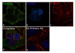 Aldolase A Antibody in Immunocytochemistry (ICC/IF)